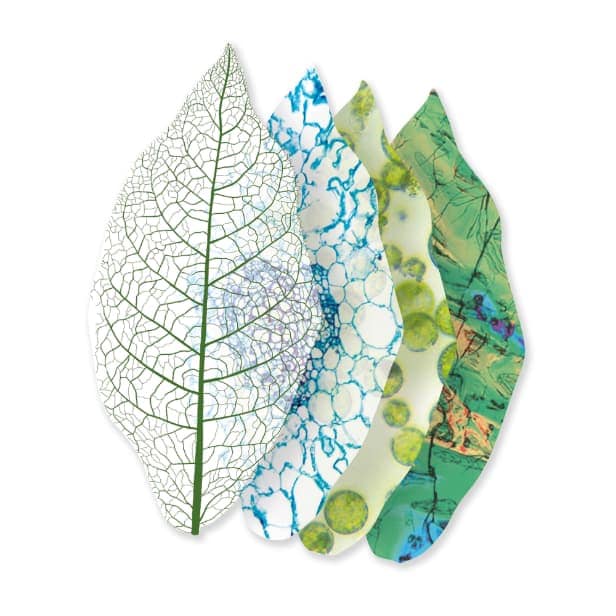 Illustration of multi-coloured tobacco leaves 