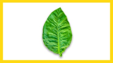 What is Nicotine?