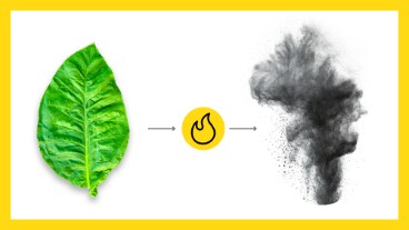 What is Nicotine?